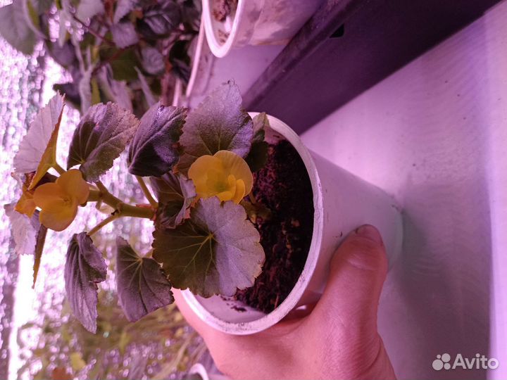 Бегония Элатиор оранжевые и жёлтые