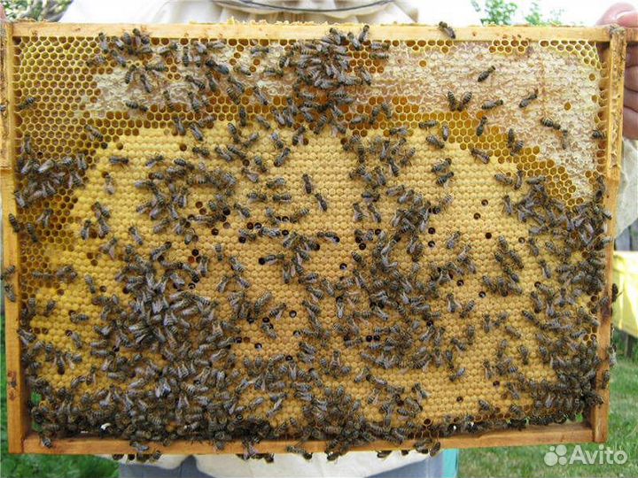 Продам 10 пчелосемей