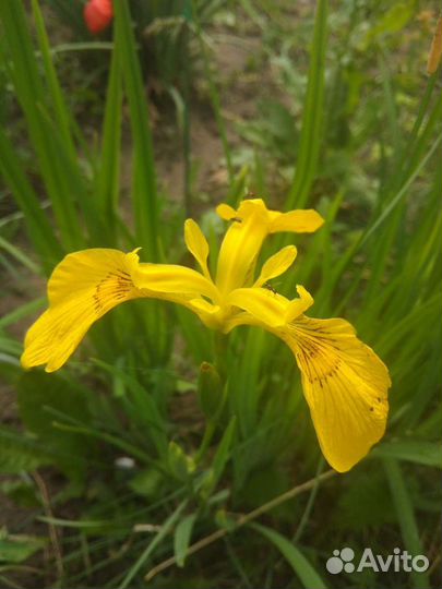 Сибирские ирисы, речной ирис