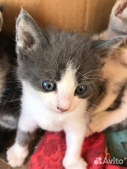 Котята в добрые руки