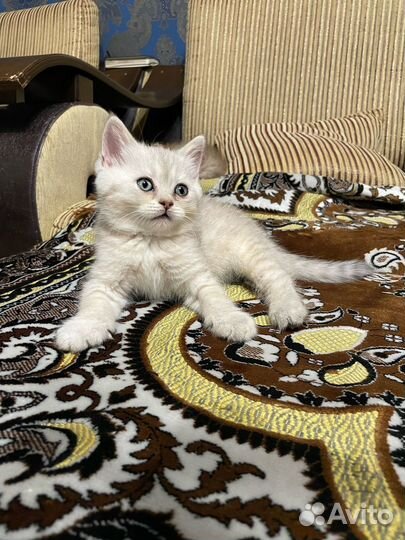 Британская шиншилла