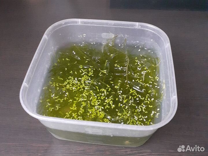 Роголистник бесплатно