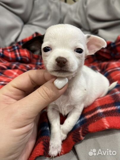 Чихуахуа мини