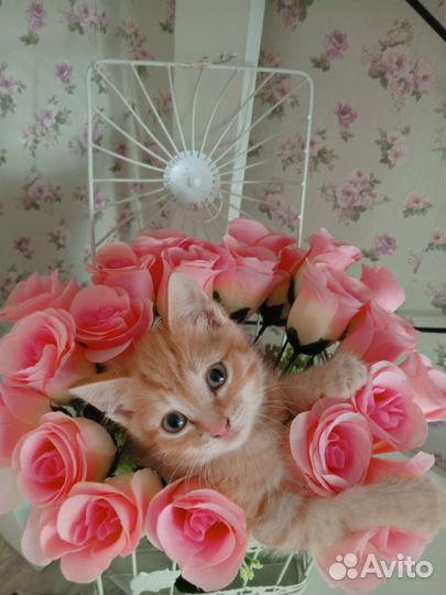 Котята-мальчики