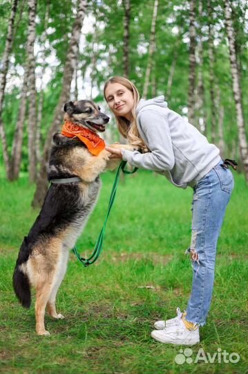 Собака из Некрасовки