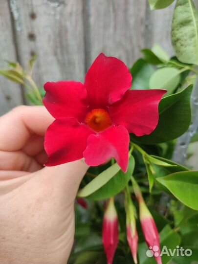 Дипладения