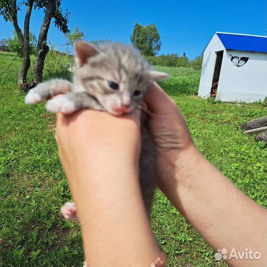 Котята в добрые руки бесплатно