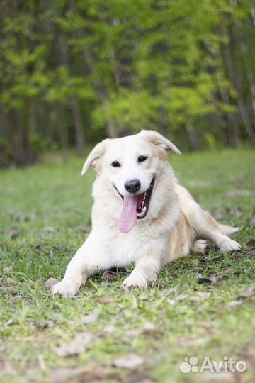 Собака улыбака в дар