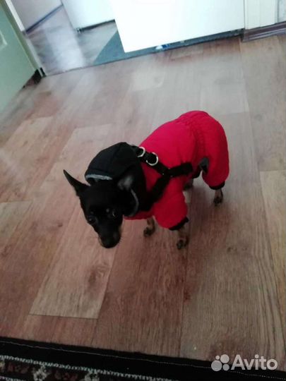 Одежда для собак