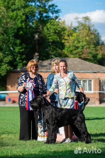 Дрессировка собак, выгул, подготовка к выставкам