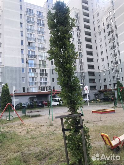 Дуб черешчатый пирамидальный