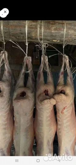 Мясо баранина