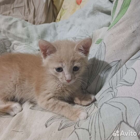 Котенок в дар бесплатно