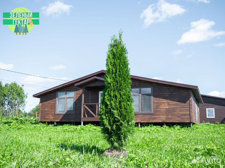 Туи брабант 120 см свежая копка 2023