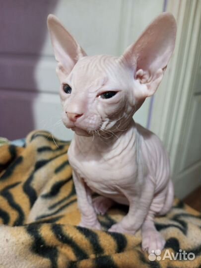 Донской сфинкс котята