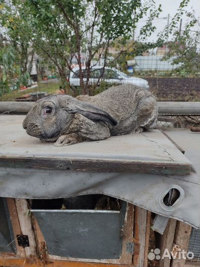 Кролики мясных пород шиншилла и белый панон