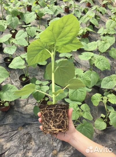 Декоративное дерево павловния павлония медонос