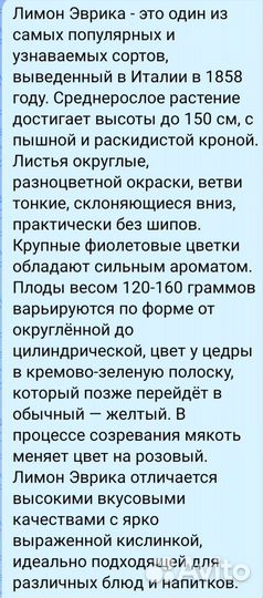 Лимон Эврика