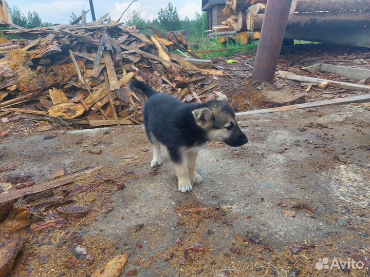 Щеночки ищут дом