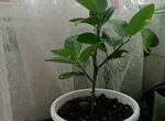 Лимонное дерево для комнатного выращивания