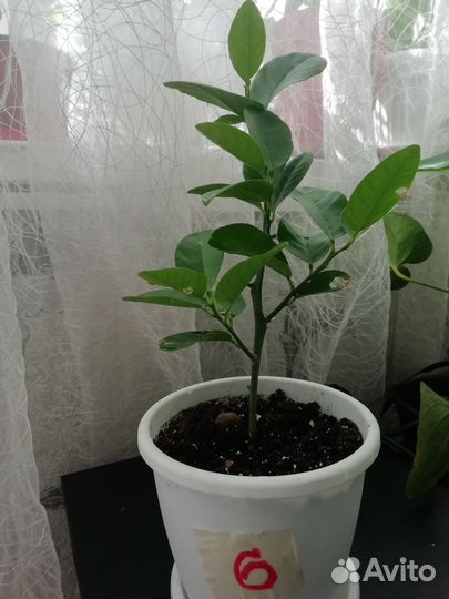 Лимонное дерево для комнатного выращивания