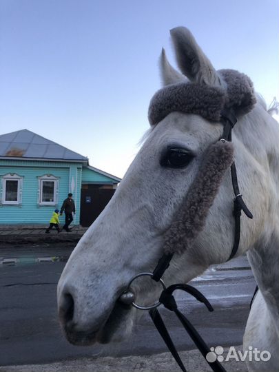 Орловский рысак кобыла