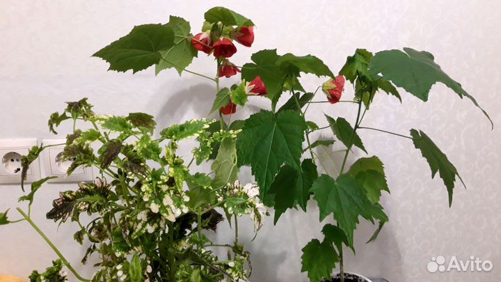 Комнатные цветы