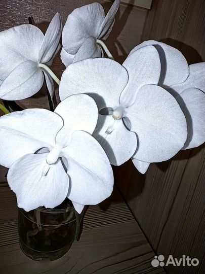 Орхидея фаленопсис charming crystal water