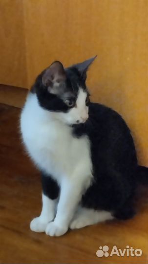 Котята счастья