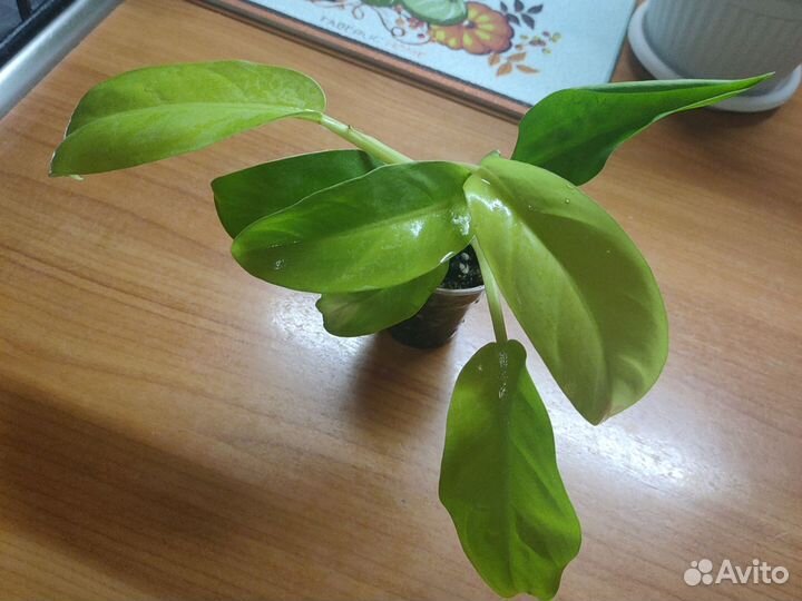 Филодендрон