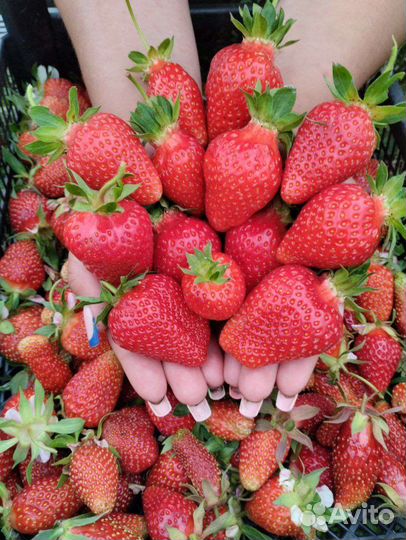 Верхопенский клубничный микс из более 30 сортов