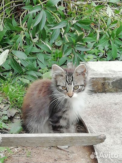 Котята в добрые руки бесплатно