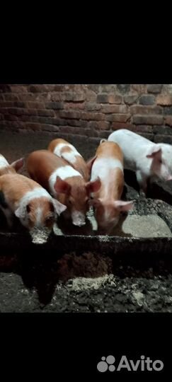 Поросята ландрас дюрок