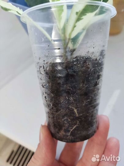 Фикус каучуконосный, Альбамаргината