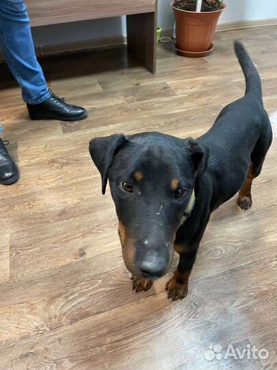 Найдена собака ягдтерьер в Дербышках