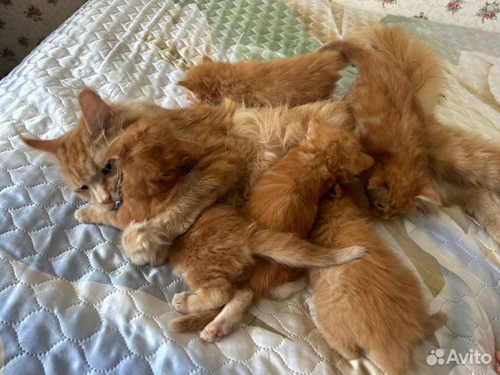 Котята мейн-кун