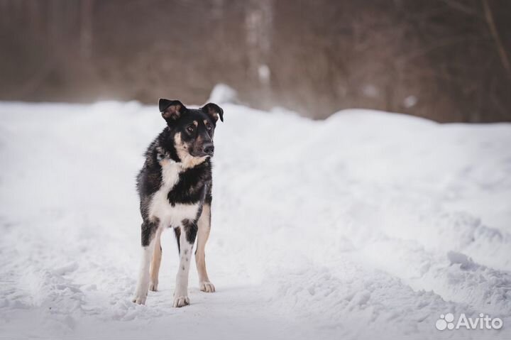 Собака Барри