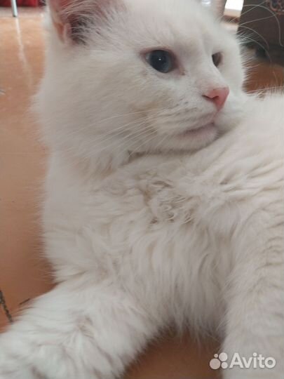 Котик в дар