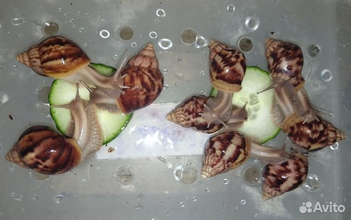 Улитята Фулика стандарт