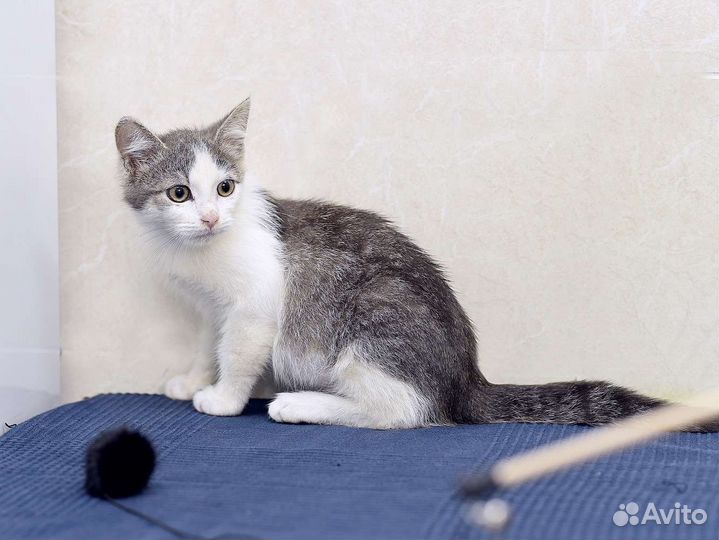 Котенок в добрые руки