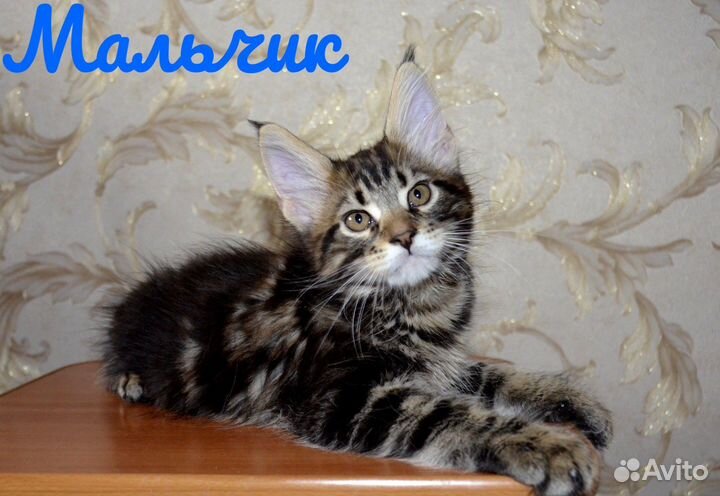 Котята Мейн-кун