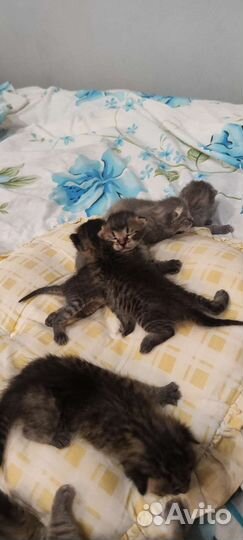 Котята Саванна ф4