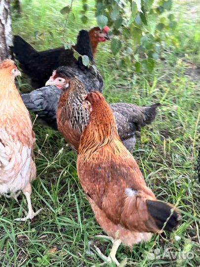 Куры несушки
