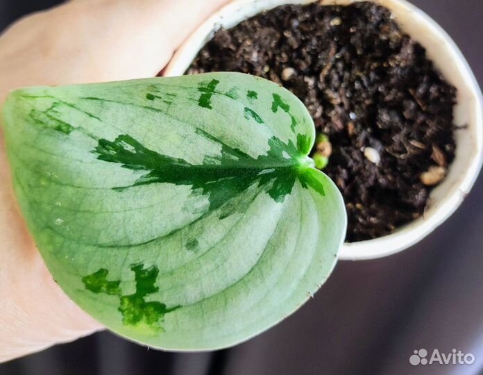 Сциндапсусы эпипремнумы разные