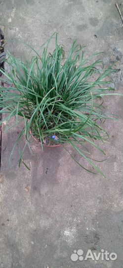 Продаю Офеопогон