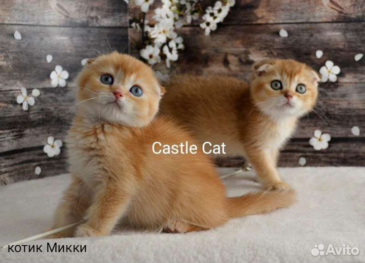 Ласковые детки