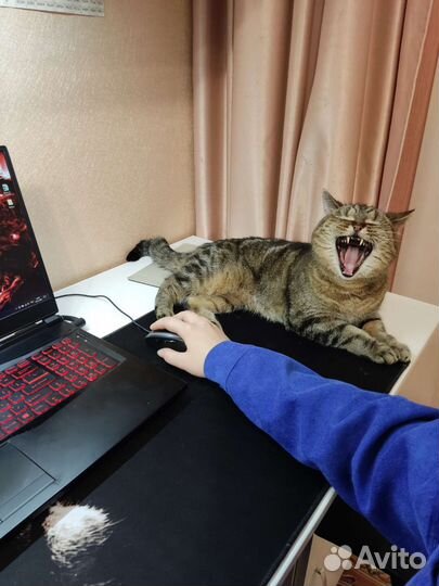 Породистая кошечка в добрые руки