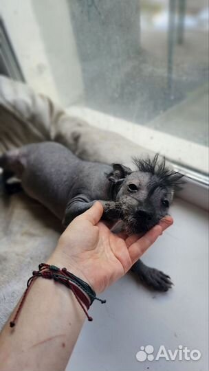 Ксолоитцкуинтли мексиканская голая собака