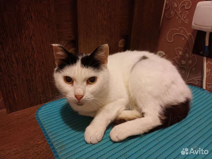 Кошка в добрые руки