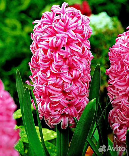 Луковицы гиацинтов